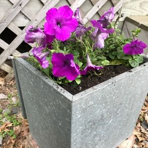 Meet your Posher, Billie